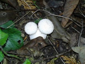 photo0006
